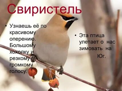 Птицами понять текст
