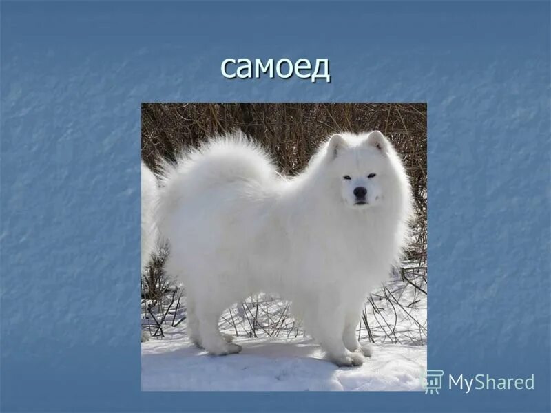 Порода собаки самоед почему самоед. Самоед вес взрослой собаки. презентация самоеда. презентация про самоедскую собаку. опиши породу собак самоед.