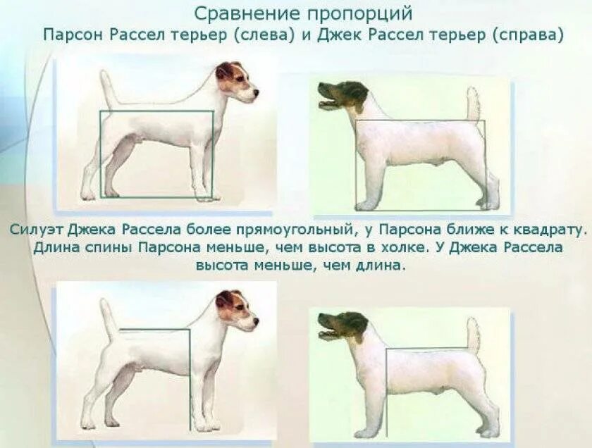 Исходя из фрагмента описания породы определите. Парсон джек рассел терьер. парсон рассел собака. джек рассел парсон стандарт породы. парсон рассел терьер рост в холке.