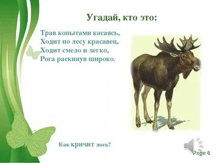 Звук голоса лося