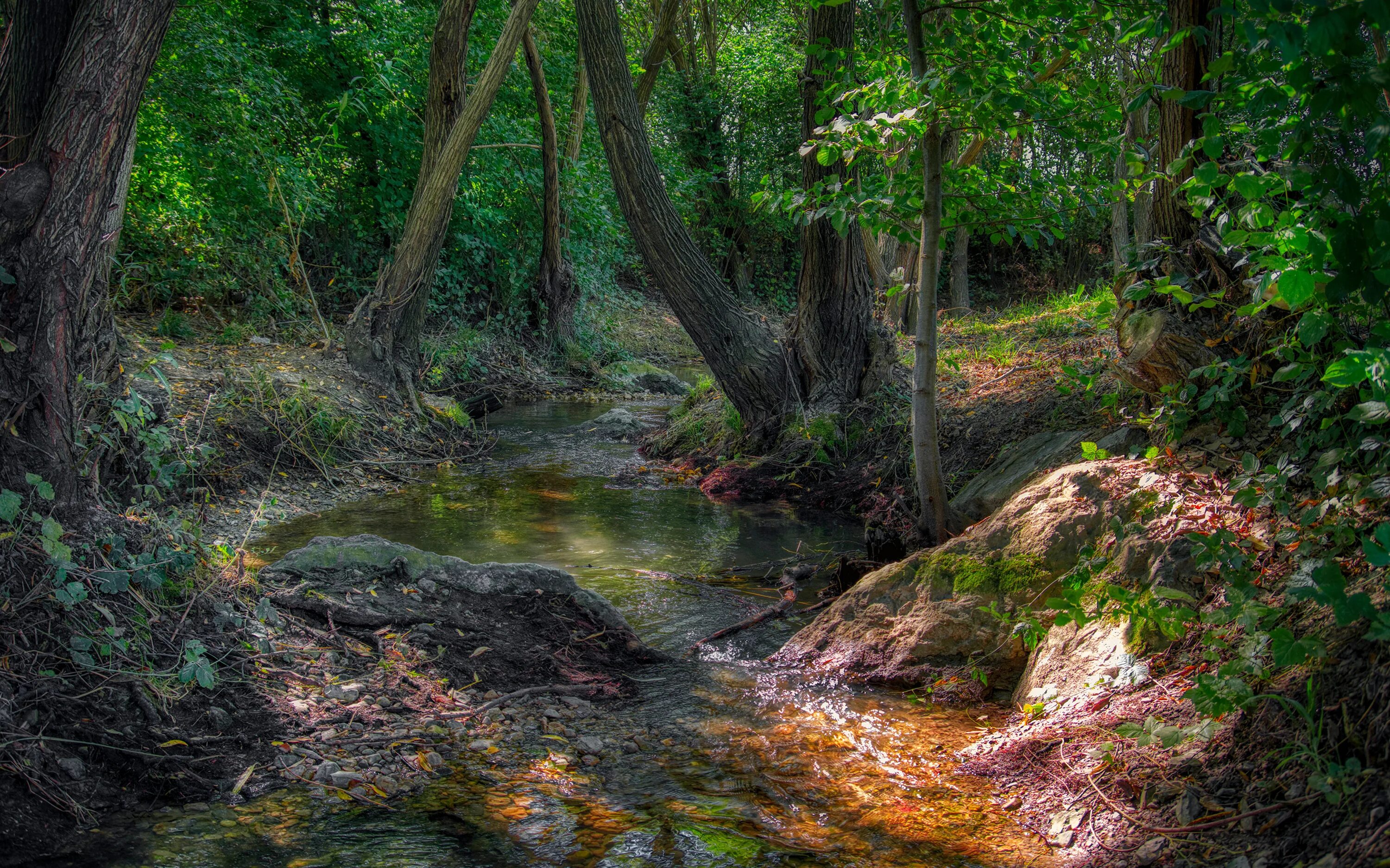 Национальный парк грейт-смоки-маунтинс. Хвойная тайга ручей. Лесной ручей речушка. Река ягулка. Штат теннесси природа.