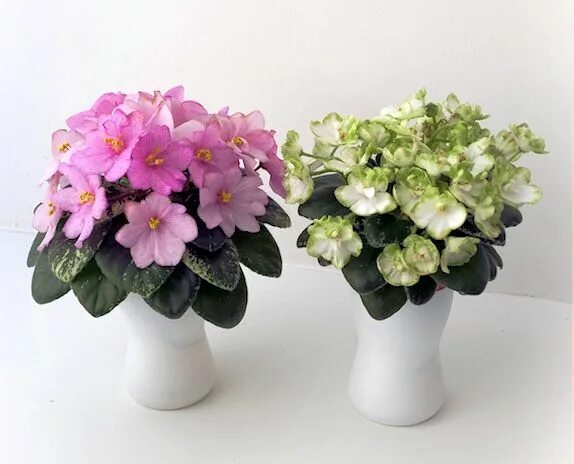 african violets mini violet pink plants flowering plants purple plants plants in