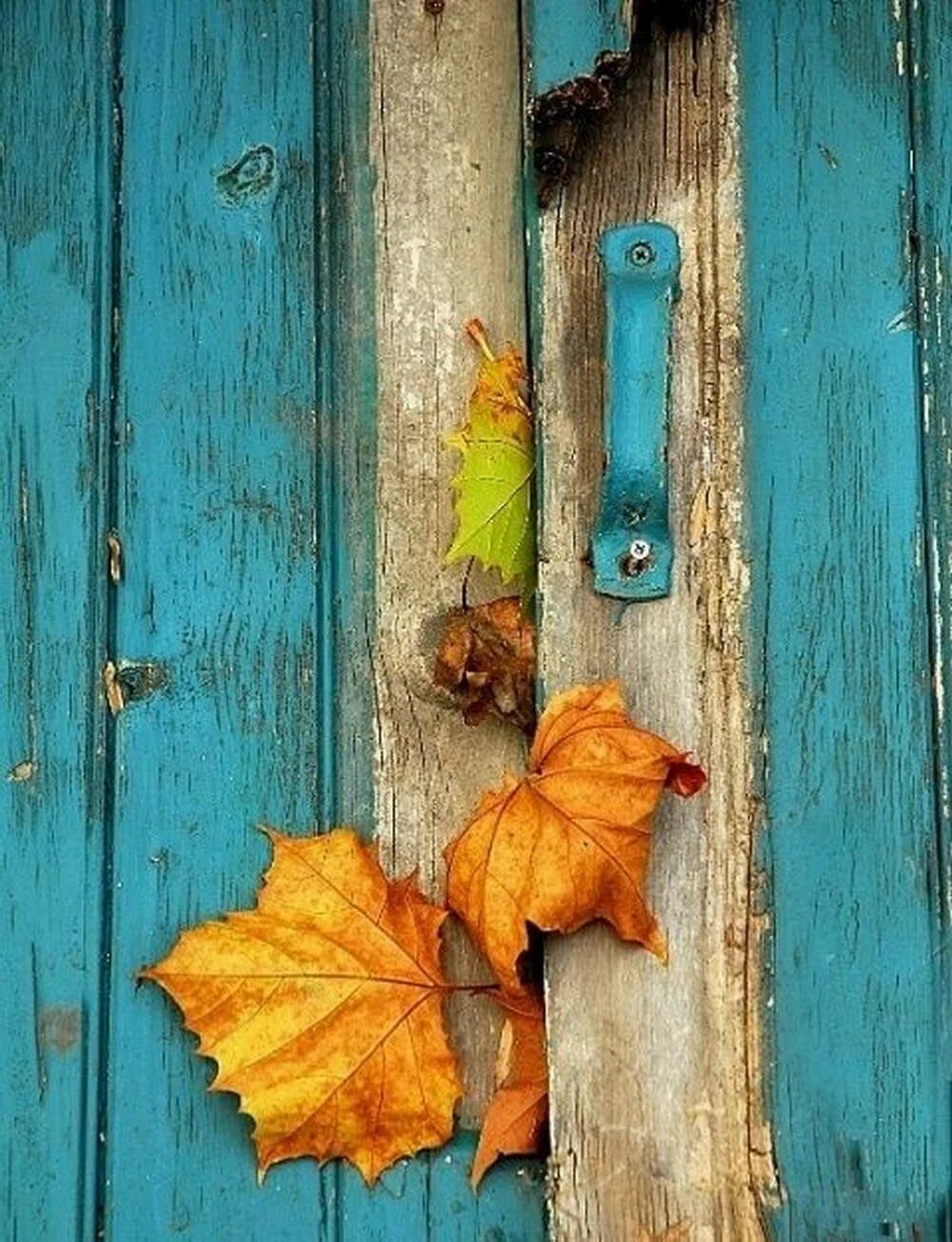 Осенний стучать. Дверь в осень. Осень стучится в дверь. Листва на двери. Осень бирюза.