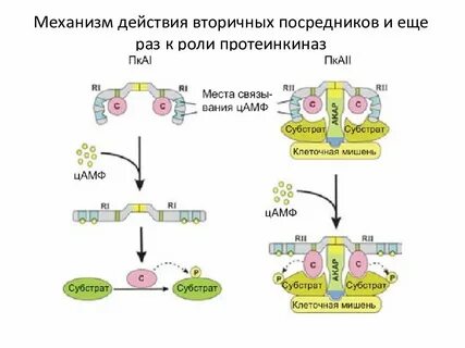 Вторичное действие