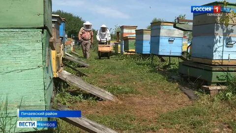 Пчелы тамбовская область