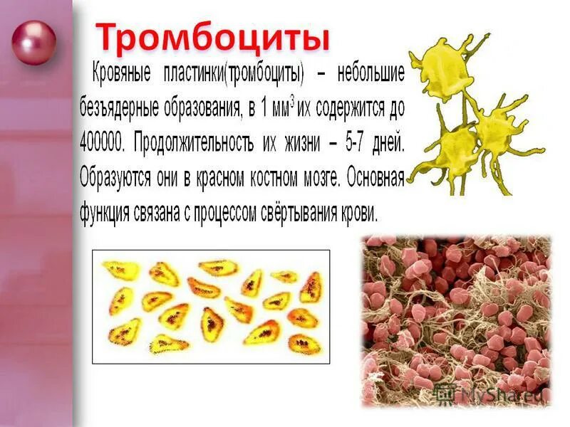 Снижены тромбоциты мужчин. Тромбоциты. Тромбоциты в крови. Тромбоциты кровяные пластинки. Форма и цвет тромбоцитов.