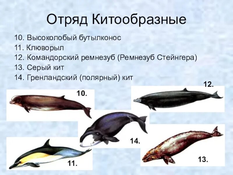 Кит класса млекопитающие. Командорский ремнезуб (ремнезуб стейнгера). млекопитающие отряд китообразные представители. высоколобый бутылконос красная книга. кит клюворыл.