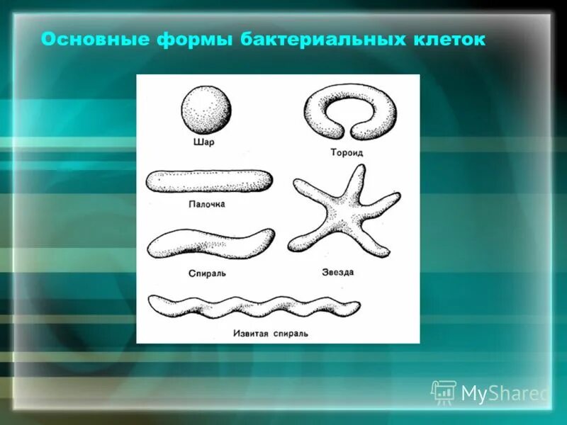 Какие функции выполняют бактерии в организме человека