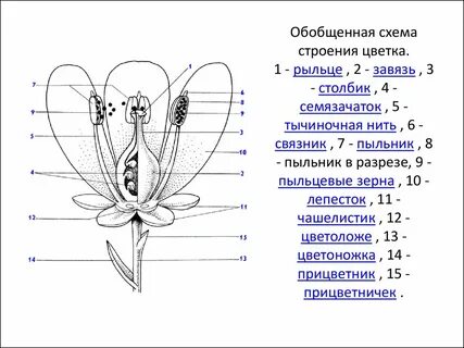 На рисунке изображен цветок тигровой лилии запишите цифрами части цветка
