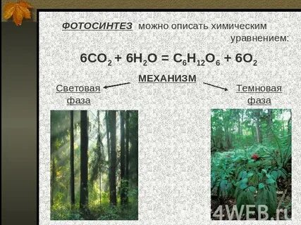Со2 фотосинтез