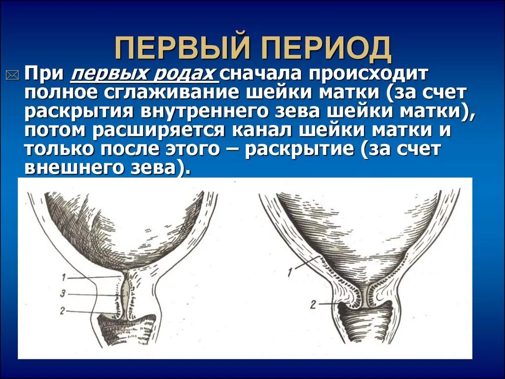 Шейка при родах сколько. Внутренний зев сомкнут. Внутренний зев шейки матки.