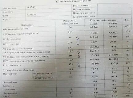 Анализ креатинин что это такое у женщин