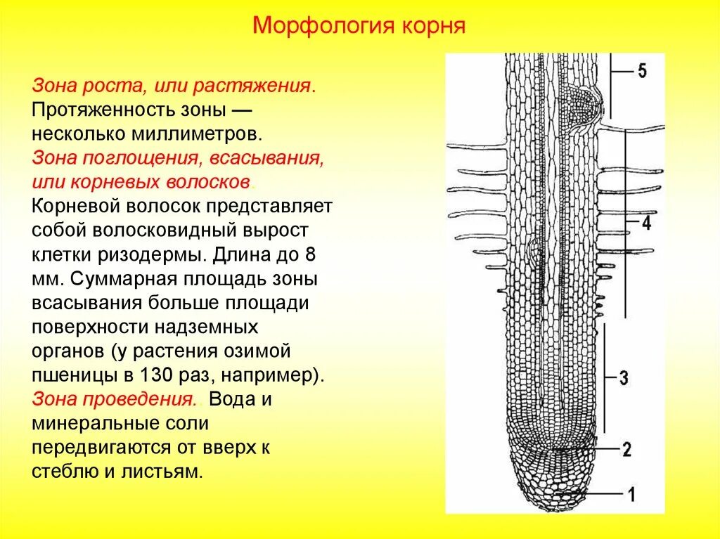 Корневой чехлик покрыт корневыми волосками. Корневой чехлик зона роста. Зона роста строение корня корневой волосок. Зона роста или растяжения зона поглощения, всасывания. Строение клеток зоны всасывания корня.