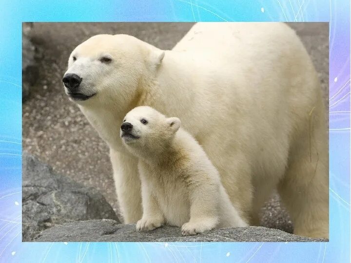 Зверей папа звере мама. Полярные медведи мама и папа. Urs Polar. Фрам белый медведь. Белый медведь лучшие кадры.