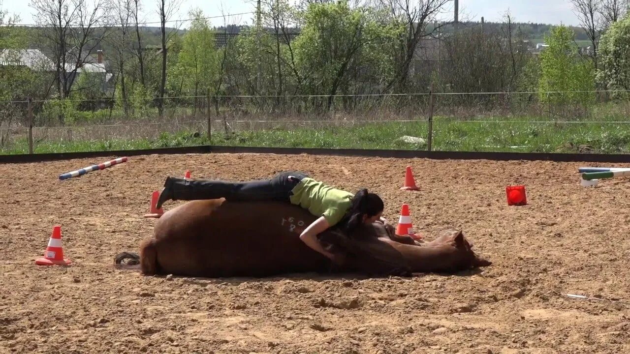 Лошадь лежит. Укладывание лошади. Женщина лежит с лошадью.