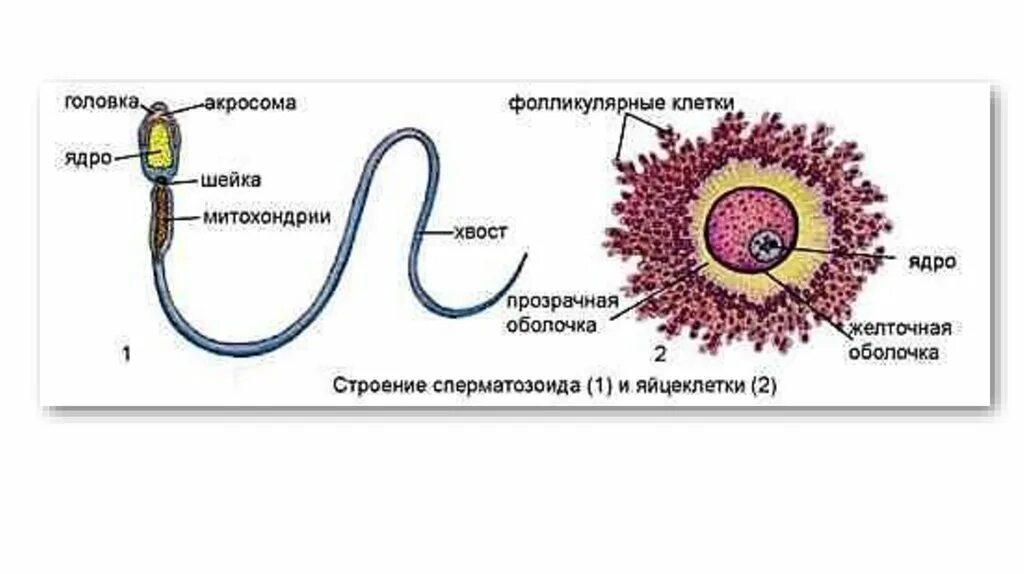 В яйцеклетке человека содержится 23 хромосомы. Половые клетки. Половые клетки несущие наследственную информацию. Строение мужских и женских гамет. Акросома у яйцеклетки.