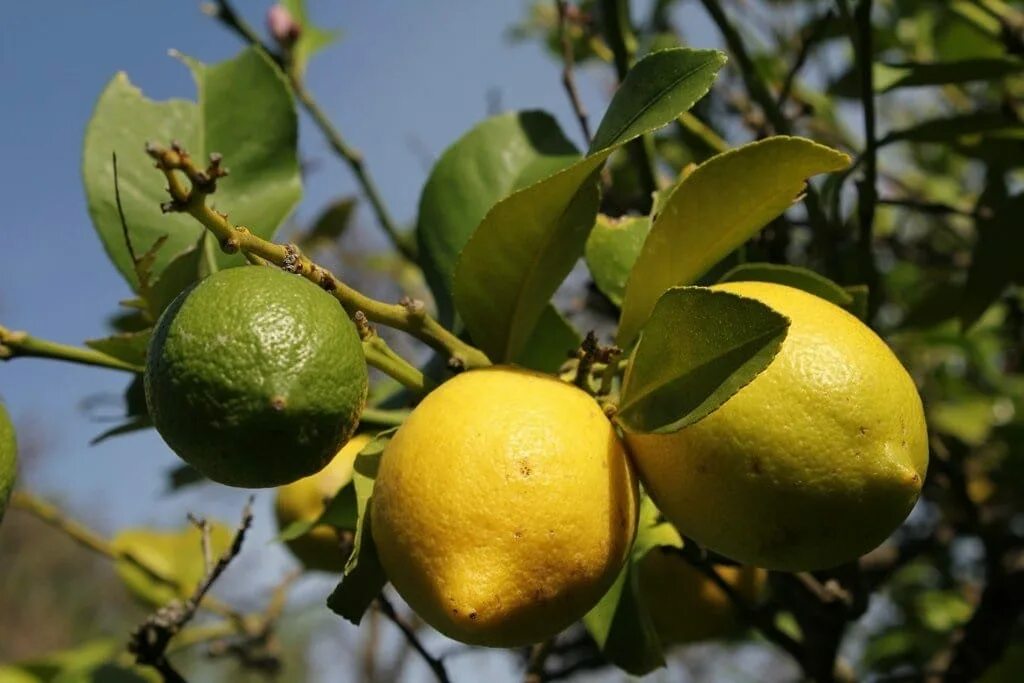 Лимон растет в россии. Лимончик дерево. Лимон растет. Лимон обыкновенный. Плод лимона.