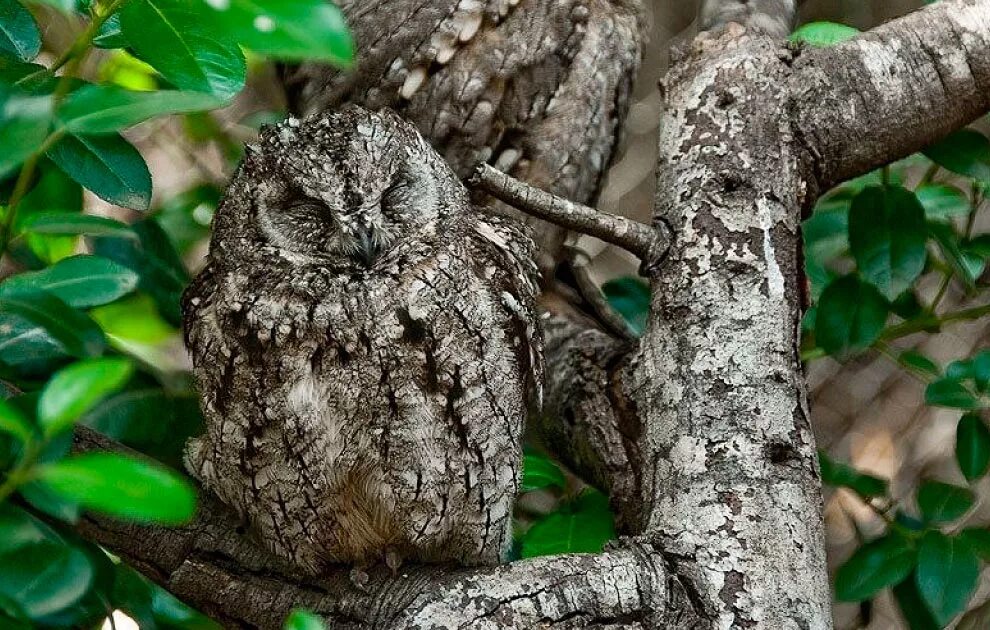 Защитная окраска животных 3 класс. Сова мимикрия. покровительственная окраска сова. африканская обыкновенная сплюшка маскировка. сплюшка обыкновенная мимикрирует.
