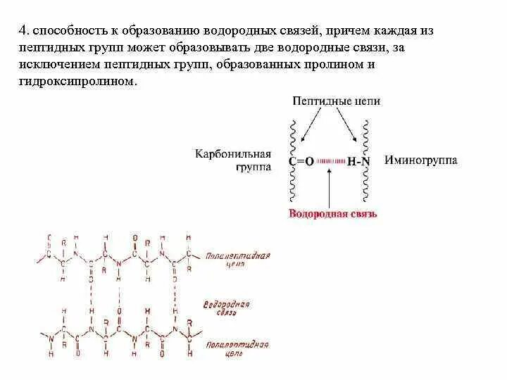 В образование участвуют пептидные связи. Водородные связи между пептидными группами. Способность к образованию водородных связей пептидной связи. Водородная группа между пептидными связями. Схема образования водородной связи.