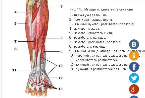 Почему дергается рука нога. Дёрганье мышц предплечья. Подергивание мышц предплечья причины. Сокращается мышца стопы.