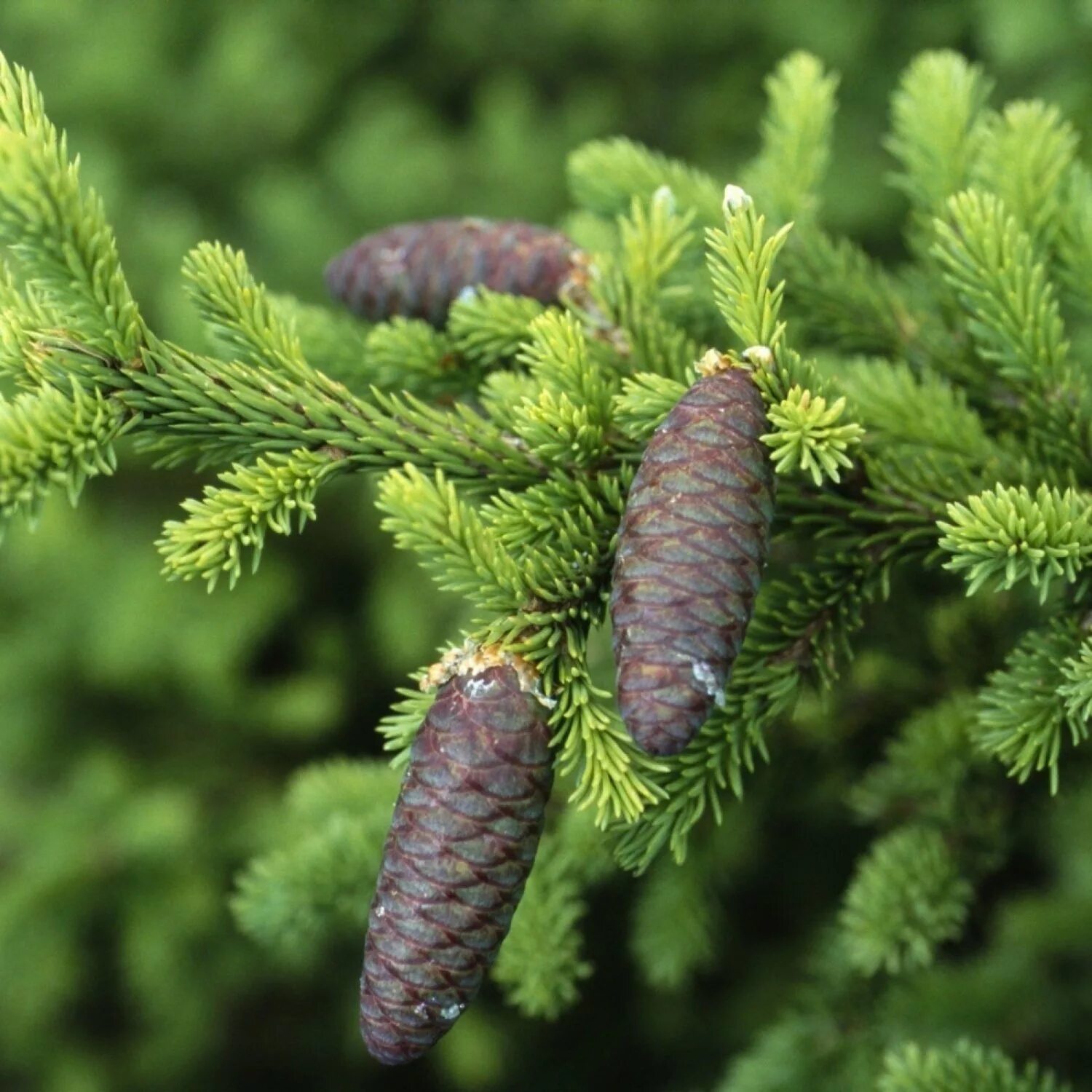 Ель Сибирская Picea obovata. Пихта Сибирская (Аbies sibirica). Пихта обыкновенная хвоя. Picea obovata шишки.