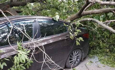 Во дворе упало дерево что делать