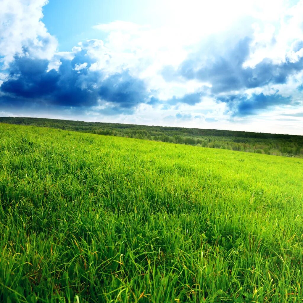 Поставь зеленое поле. Природа поле. Поле и небо. Зеленые Луга. Зеленая трава.