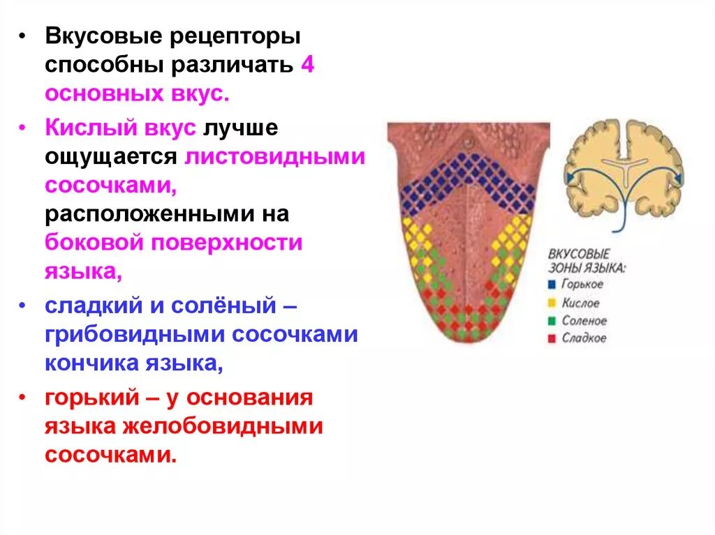 Какой вкус воспринимают рецепторы