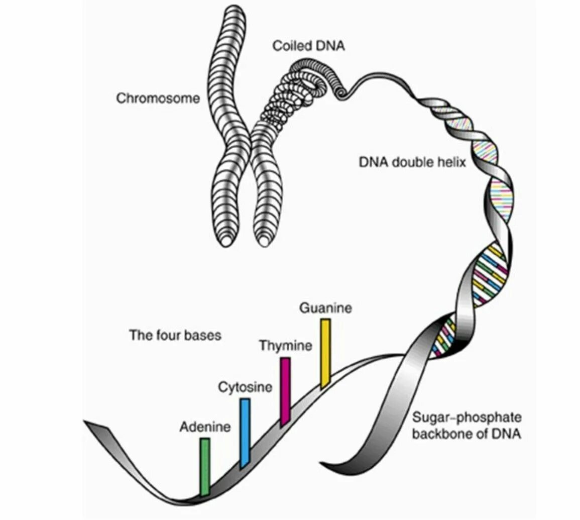 Хромосома днк ген схема. Какую информацию содержит ген. Строение ядра клетки и днк. Ген днк хромосома. Уникальные гены содержатся.