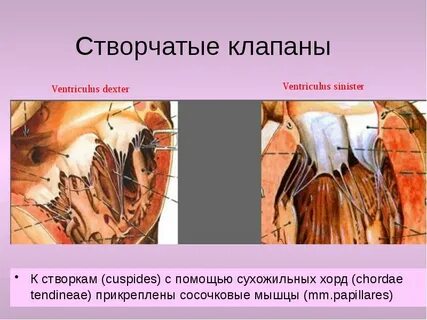 Папиллярные мышцы
