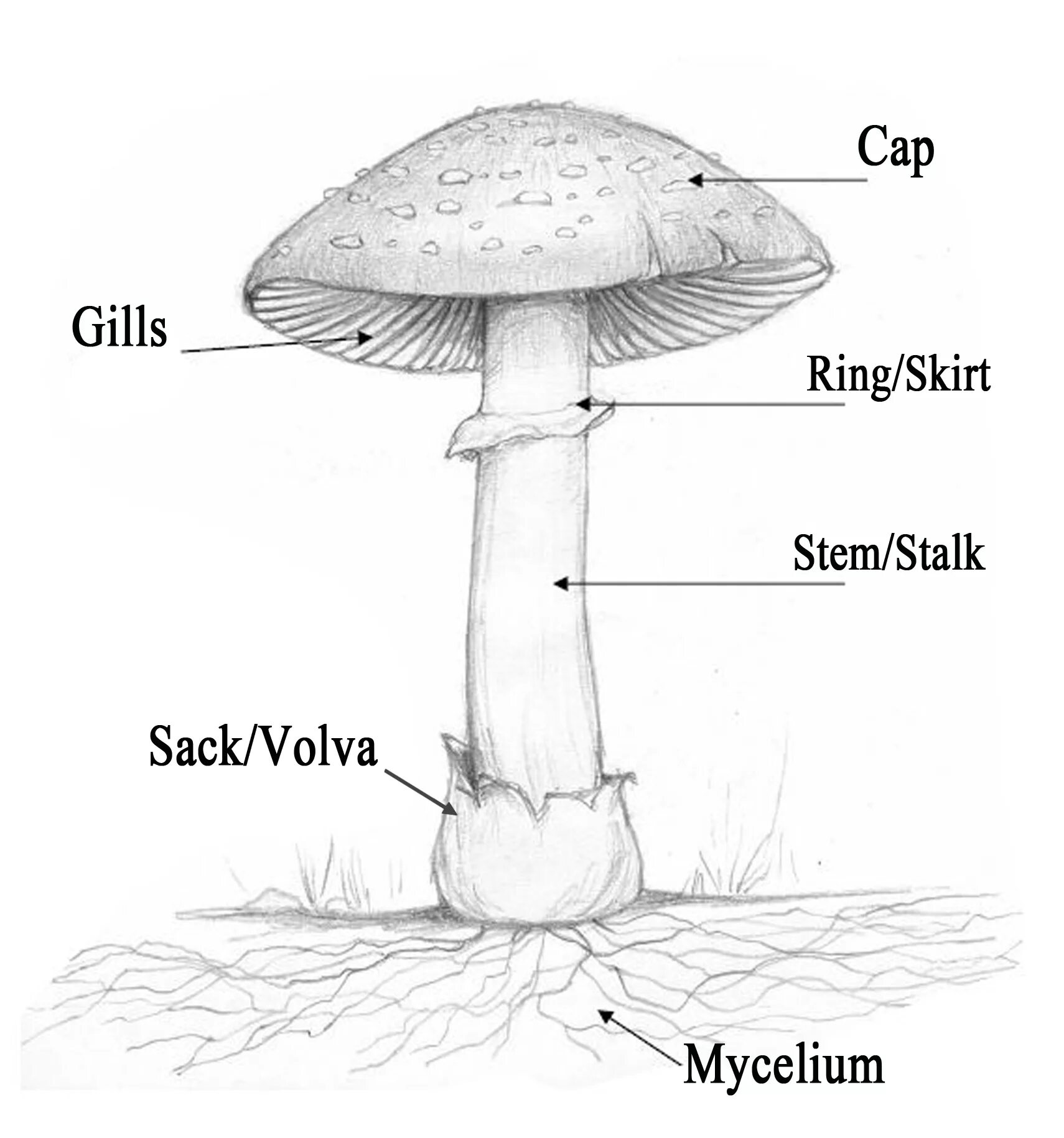 Mushroom structure. Mushroom Parts. Грибница рисунок. Биологический рисунок мухомора. Mushroom глагол