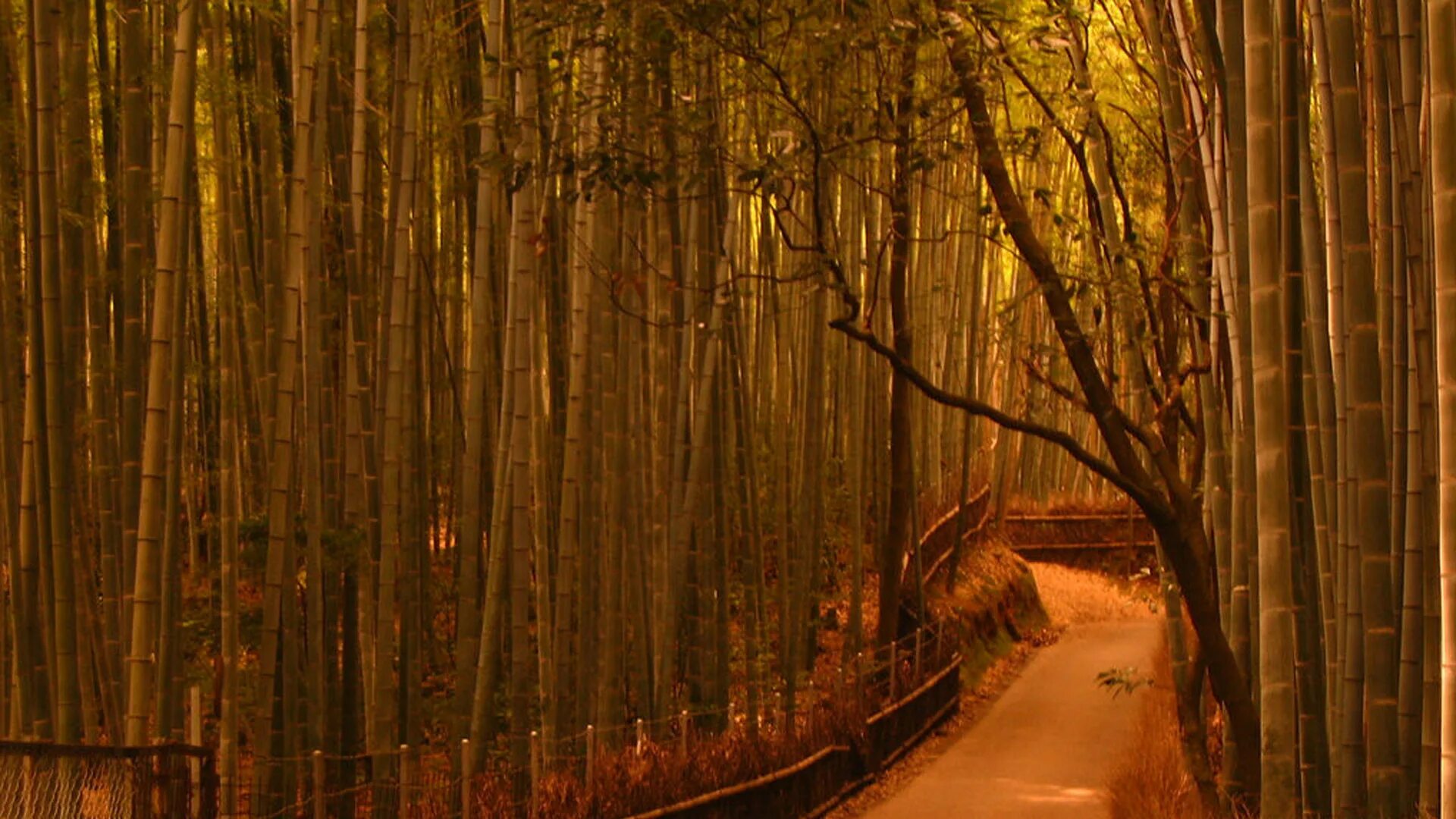 Красивая ночь арт. Ночи в бамбуковом лесу геншин импакт. Бамбуковый лес ночью. Коллекция ночь в бамбуковом лесу. Бамбуковый лес киото на карте.