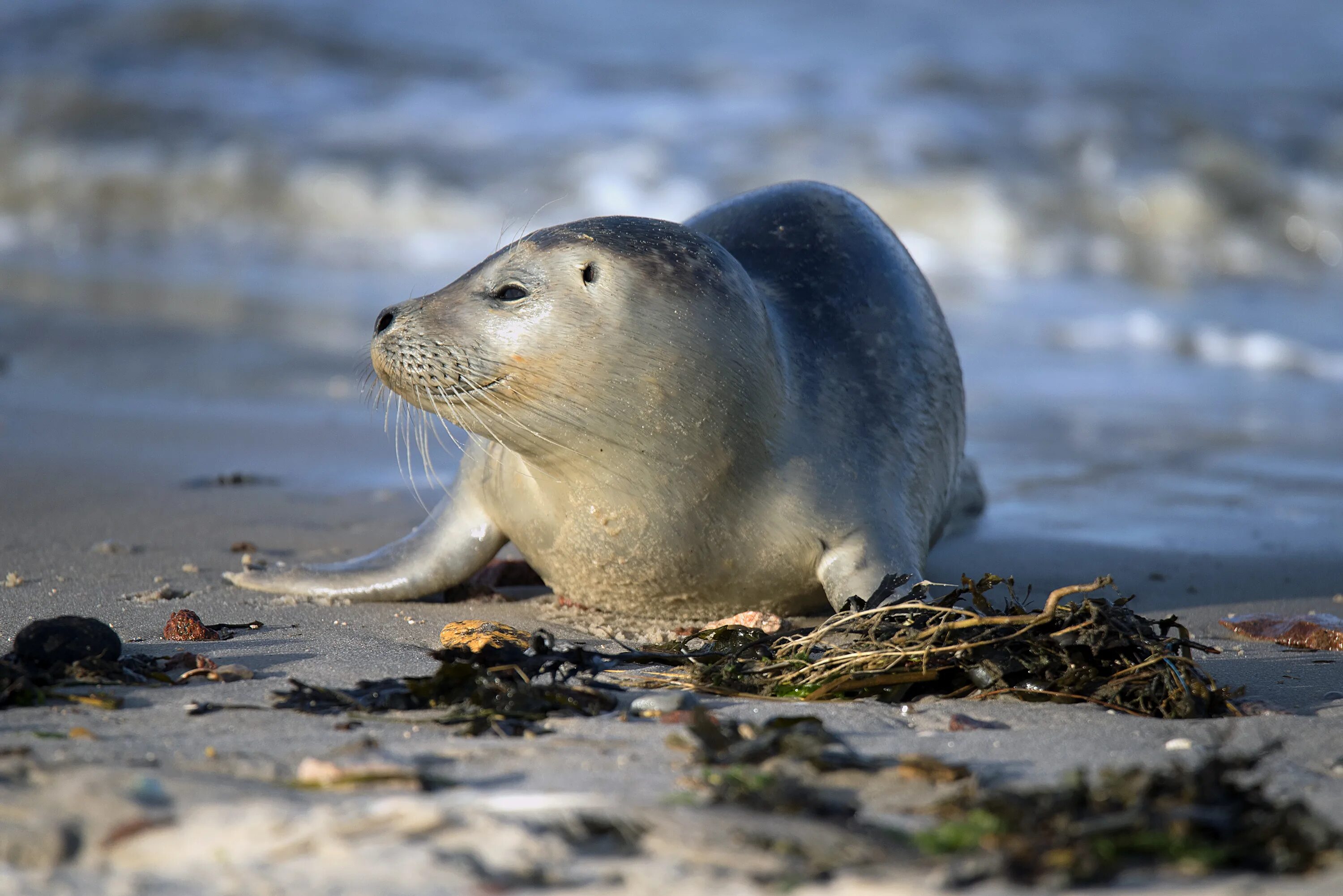 Seal&#039;s
