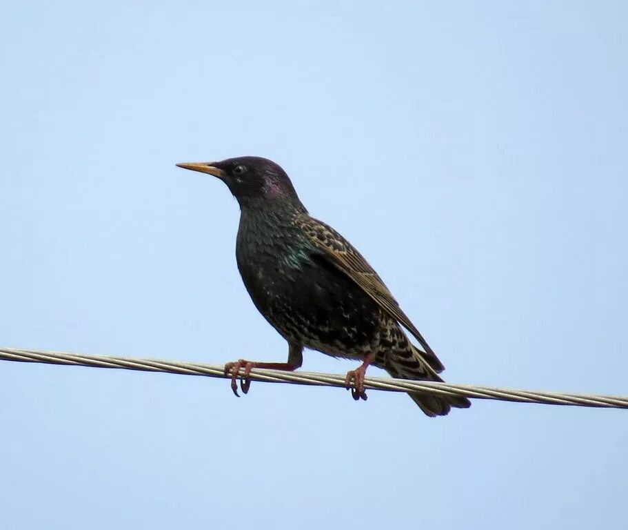 капский скворец. сибирский обыкновенный скворец. обыкновенный скворец черный дрозд. скворец в крапинку. чёрный скворец.