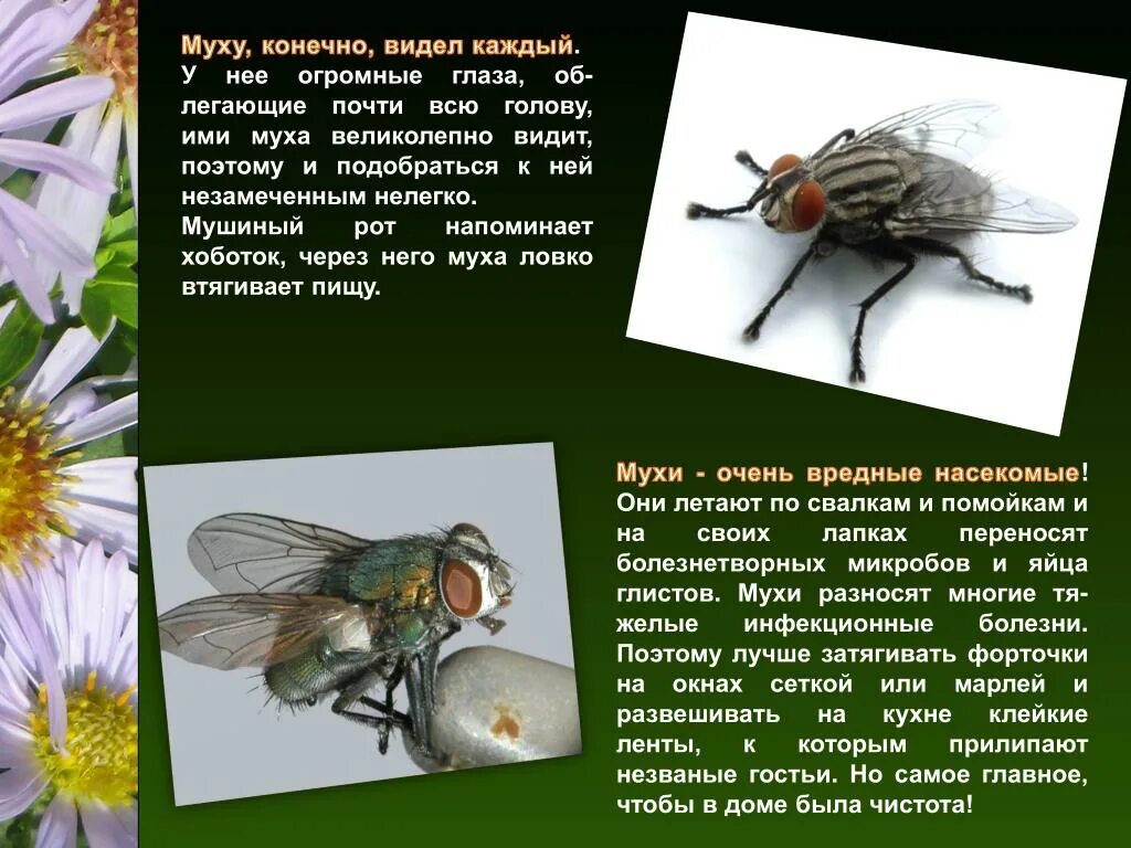 Муха (насекомое). Описание мухи. Интересные факты о мухах для детей. Информация о мухе.
