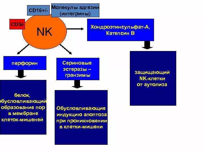 Обязательная потеря молекул клеточной адгезии происходит в. Обязательная потеря молекул клеточной адгезии происходит в