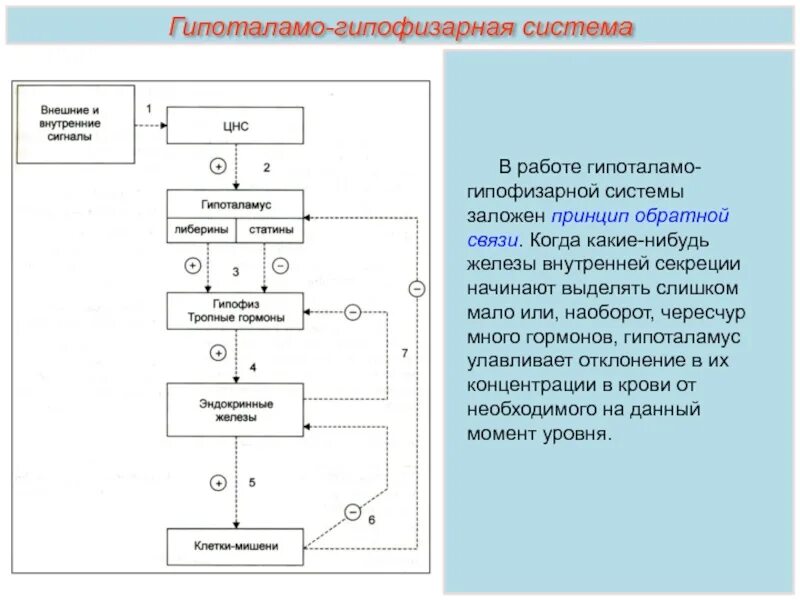 В работе гипоталамо гипофизарной системы заложен принцип