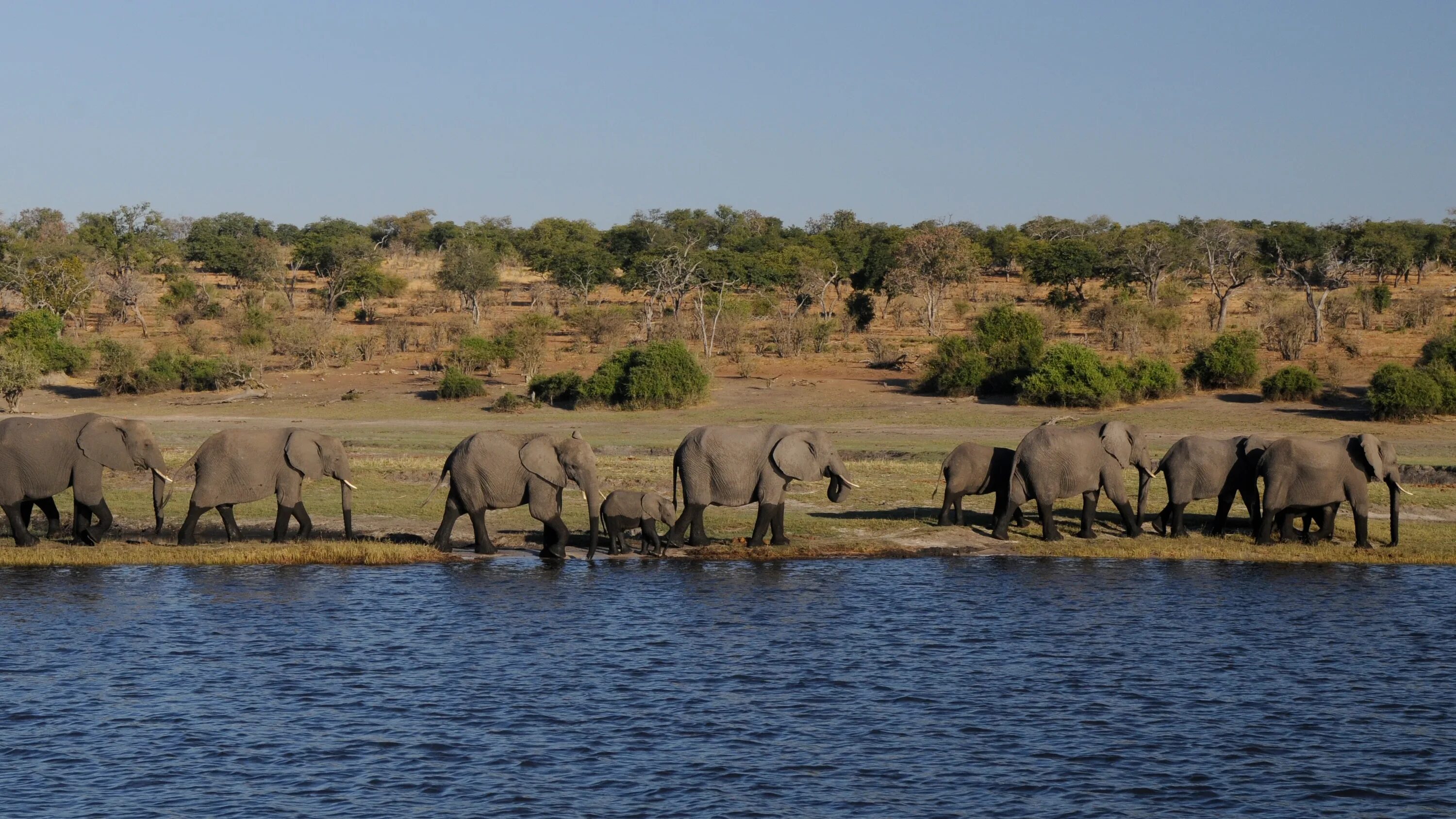 Africa river. Национальный парк Чобе Ботсвана. Национальный парк Чобе в Африке. Река Лимпопо ЮАР. Лимпопо река в Африке.