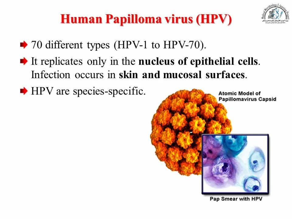 HPV 16 вирус на языке. Вирус имя мужское. Papilloma virus