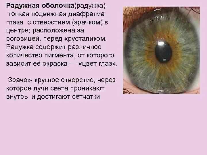 Пигмент в радужной оболочке. Функции радужной оболочки. Цвет Радужки глаза зависит.