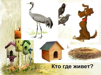 Нарисовать где живет