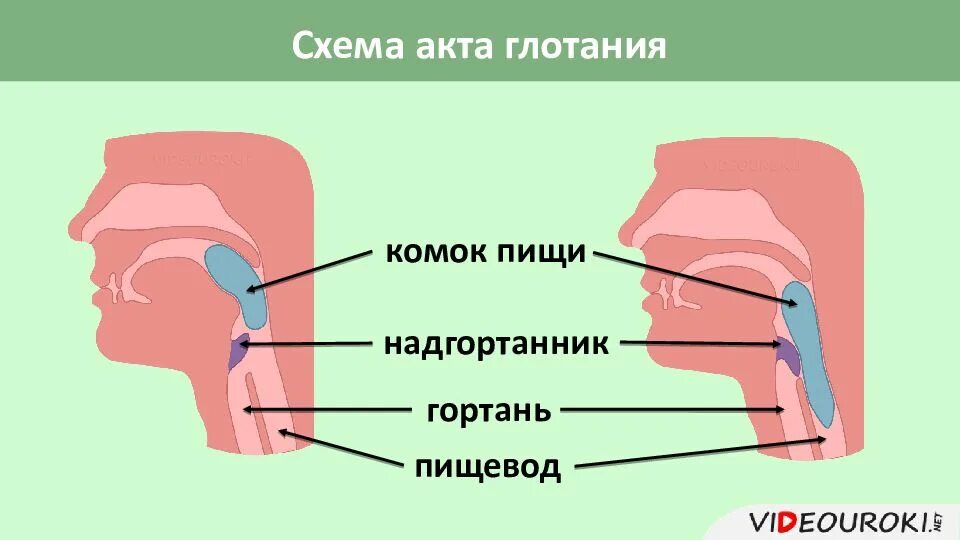 Почему человек давится во время еды