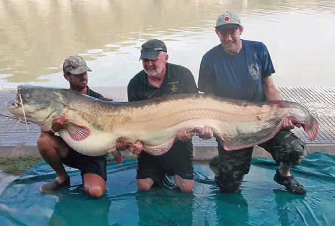 Рыба 5 метров. Сом альбинос Речной. Обыкновенный сом 400 кг.