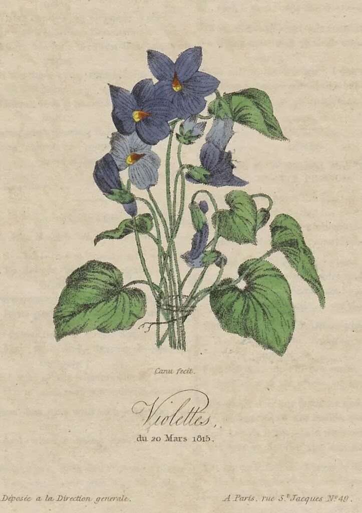Mili through patches of violet