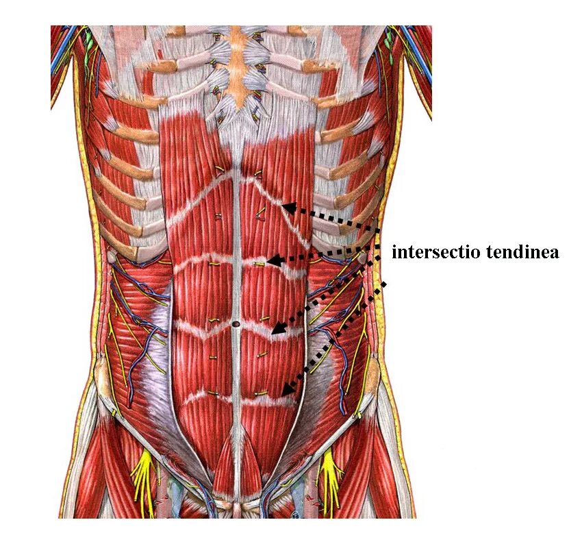 Прямые мышцы живота у мужчин. Пирамидальная мышца живота анатомия. Апоневроз живота анатомия. Мышцы живота послойно анатомия. Пирамидальная мышца живо а.
