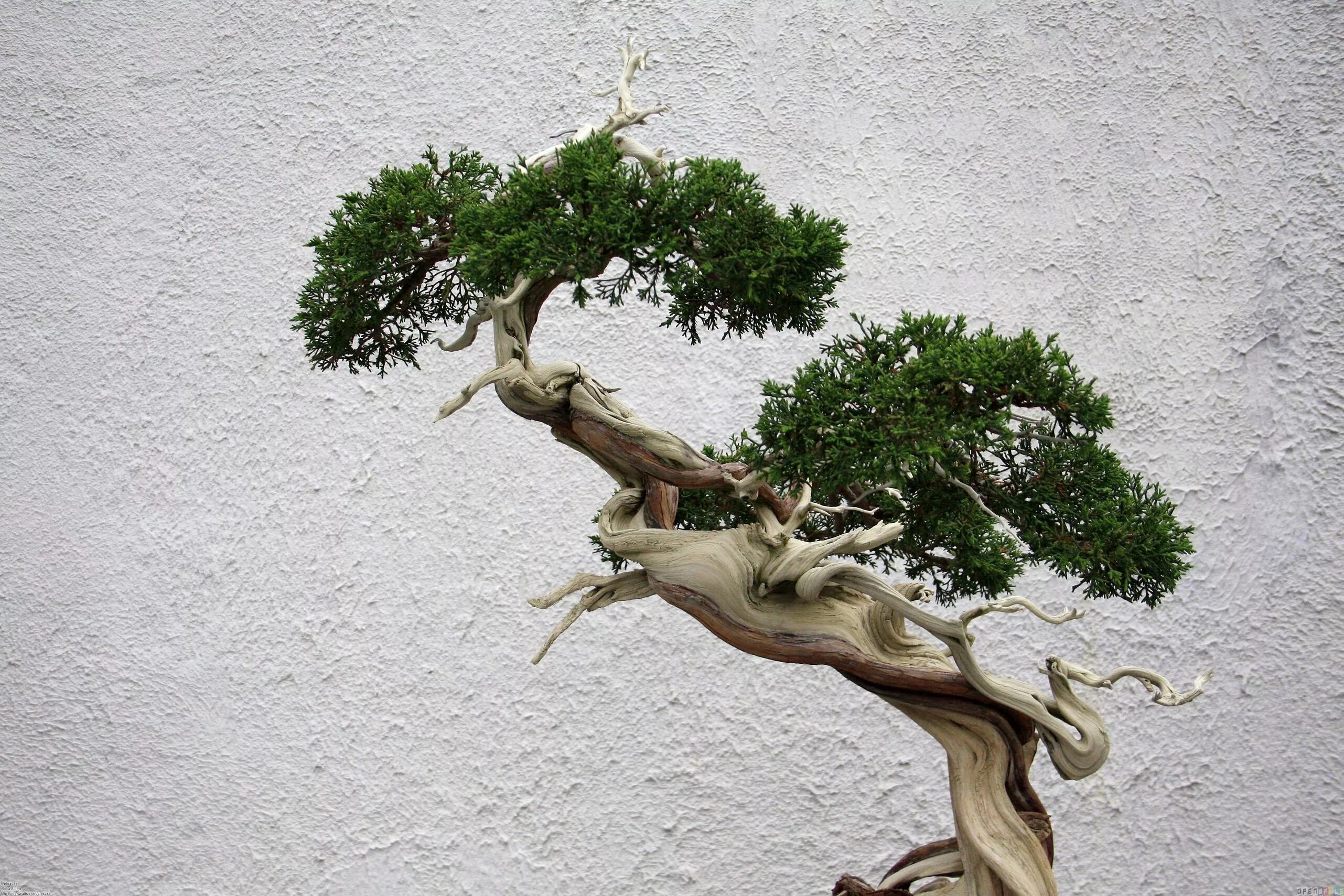 Open tree