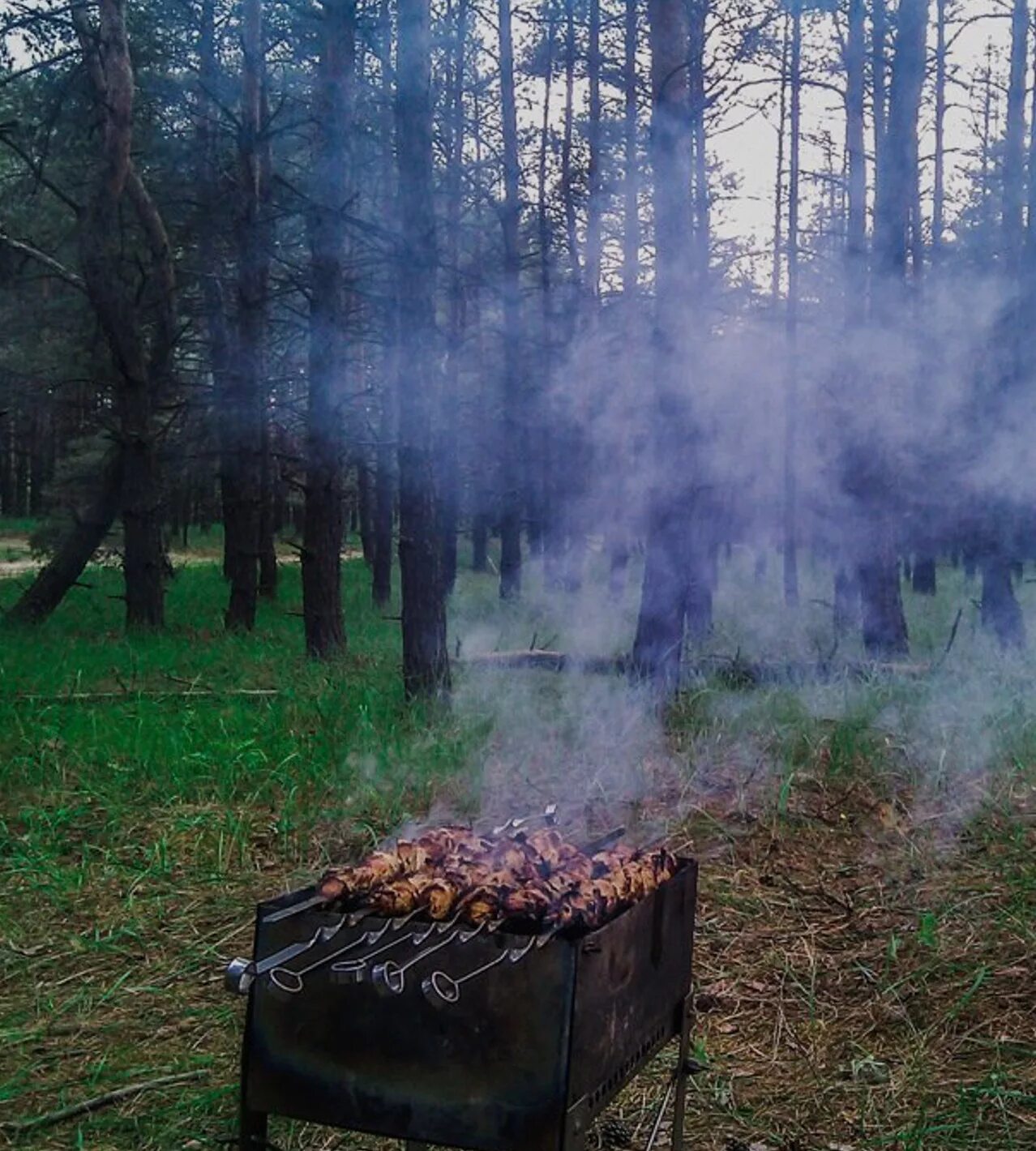 Лес шашлыки фото