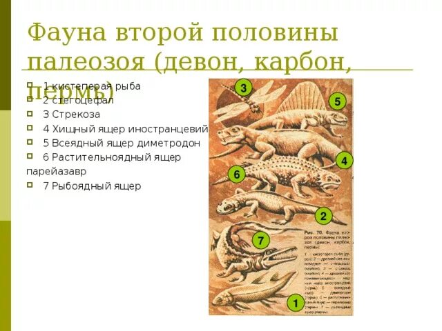Девон карбон пермь. Девон карбон пермь. Ордовик силур девон. Каменноугольный период карта. Кембрий ордовик силур девон таблица.
