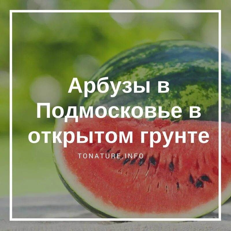 Лучший арбуз для подмосковья. Арбуз открытый грунт. Арбузы в Сибири. Арбузы в открытом грунте. Посадка арбуза.