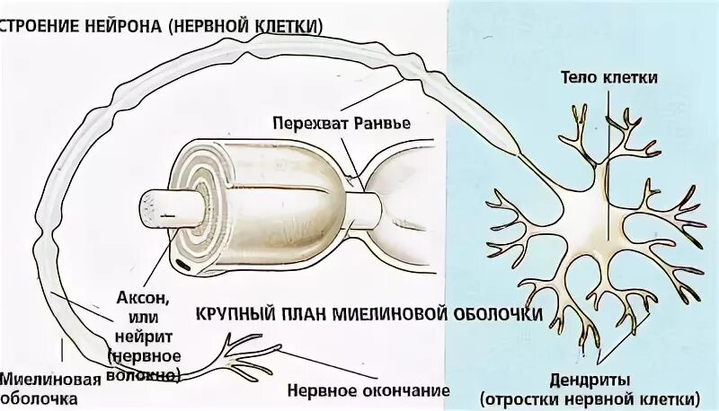 Внутреннее строение нерва